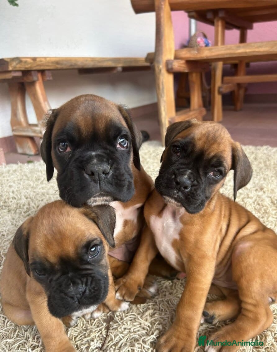 Boxer perros BOXER - Anuncio 1