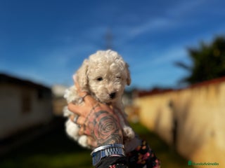 Caniche Toy perros en Illes Balears - Anuncio 11