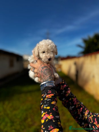 Caniche Toy perros en Illes Balears - Anuncio 1