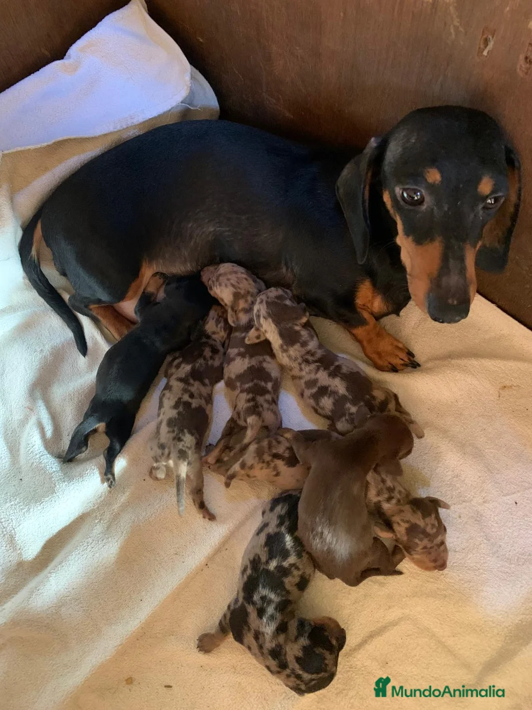 Teckel Miniatura perros en venta: Camada teckel miniatura pelo corto  - Anuncio 1