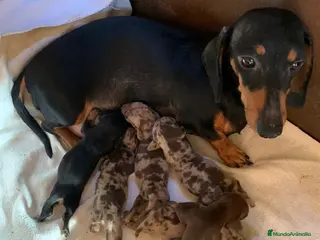 Teckel Miniatura perros Camada teckel miniatura pelo corto - Anuncio 1