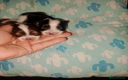 Bichón Maltés perros en venta: Macho de maltipom  - Imagen 5