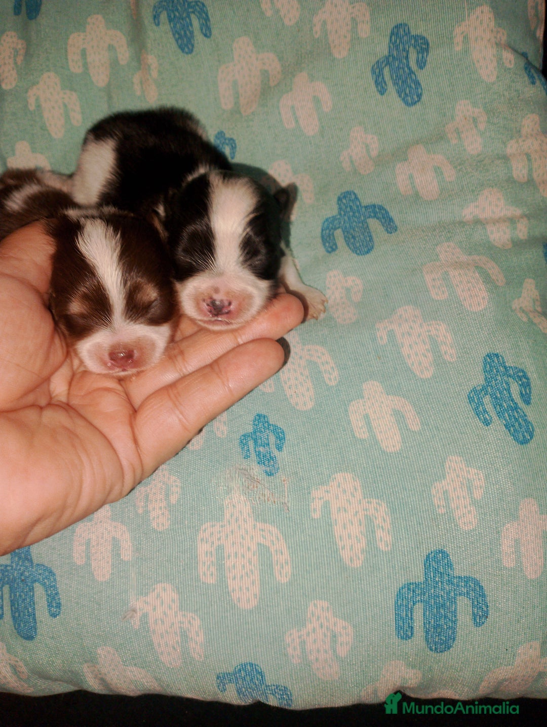 Bichón Maltés perros en venta: Macho de maltipom  - Imagen 5