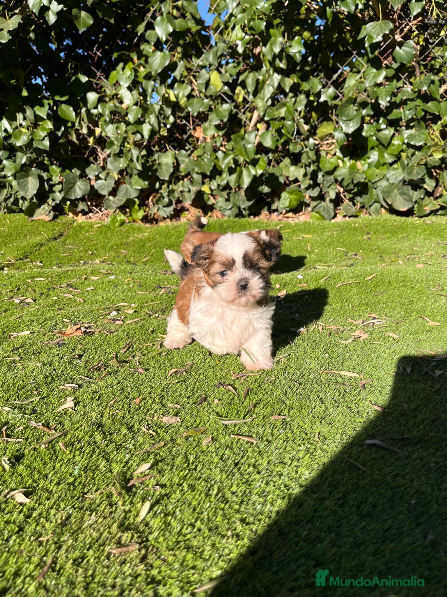 Shih Tzu perros Shih tzu en Barcelona 🐾 - Anuncio 8
