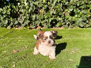 Shih Tzu perros Shih tzu en Barcelona 🐾 - Anuncio 8