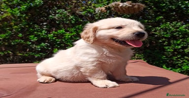 Golden Retriever perros - Anuncio 3