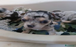 Chihuahua perros en venta: Hembra de chihuahua  - Imagen 3