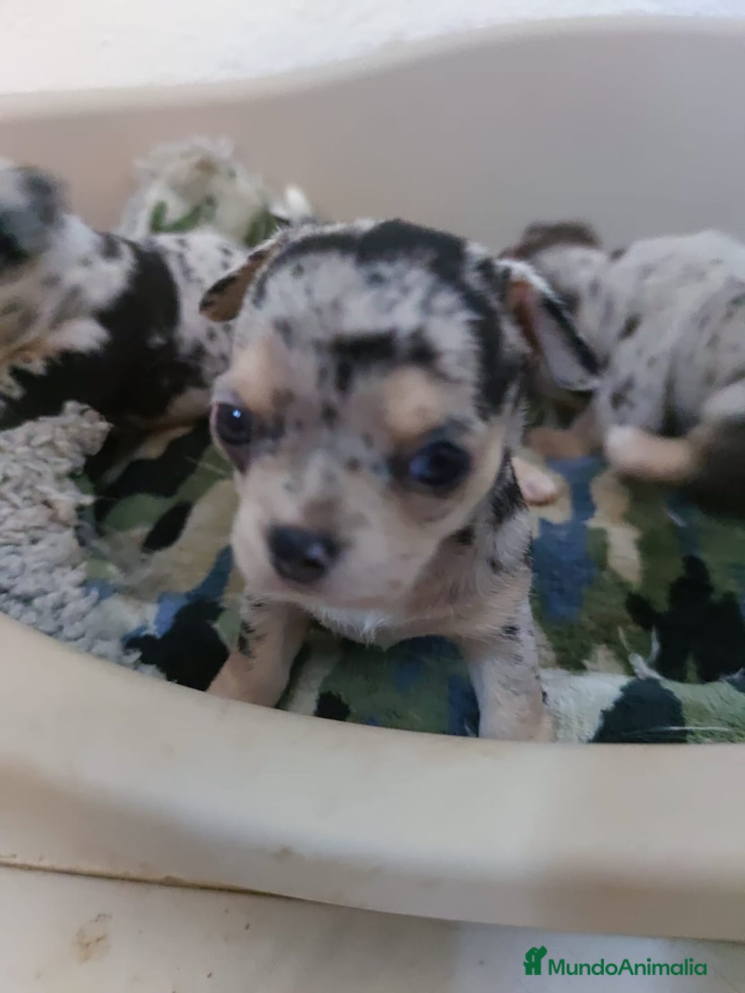 Chihuahua perros en venta: Hembra de chihuahua  - Imagen 3