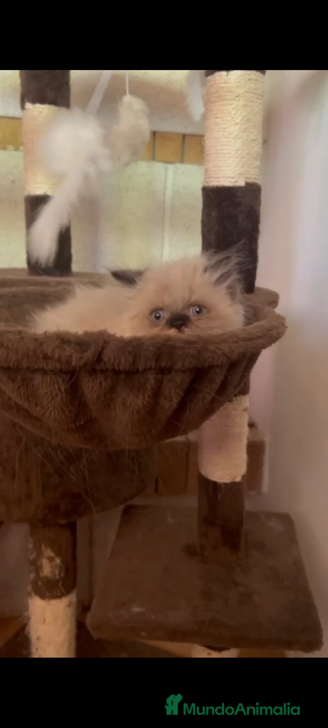 Persa gatos en venta: Persas himalayos - Imagen 2
