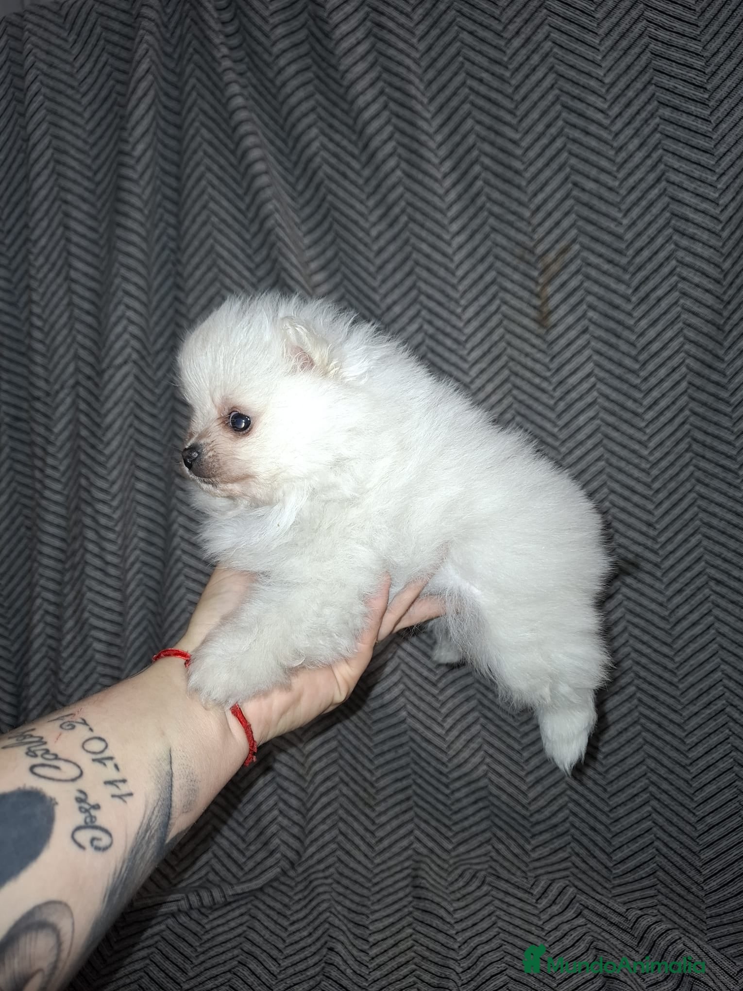 Pomerania perros Lulu de pomerania  - Anuncio 2