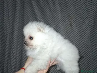 Pomerania perros Lulu de pomerania - Anuncio 2