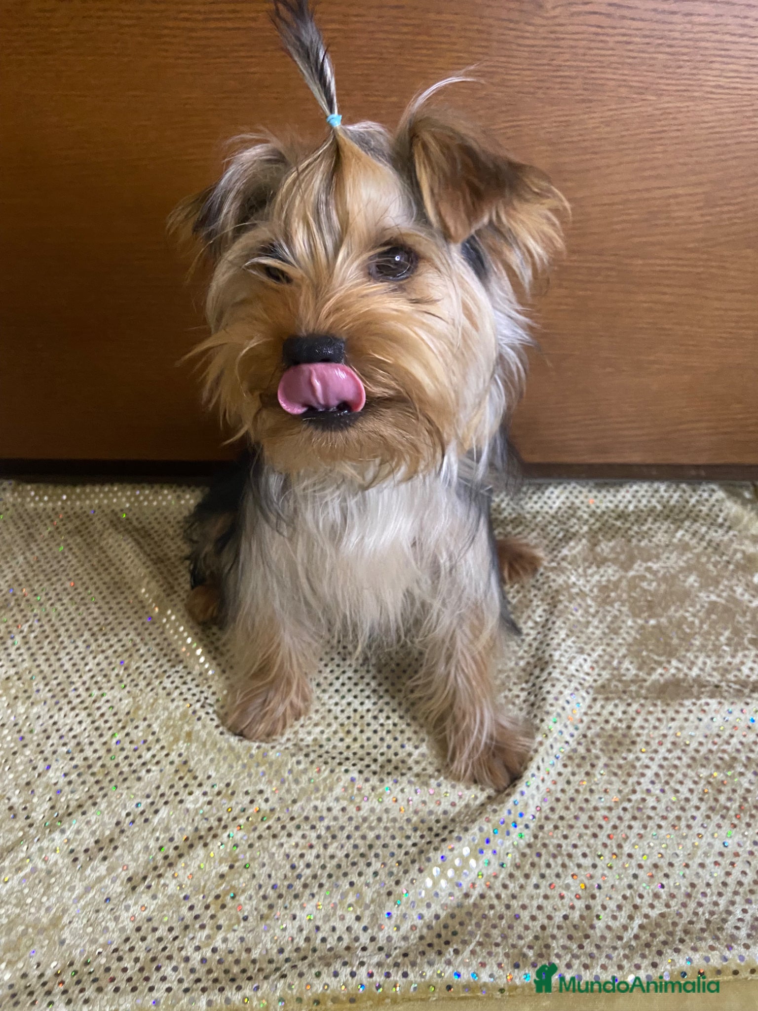 Yorkshire Terrier perros 🐾 Yorkshire Terrier – Macho - Anuncio 1