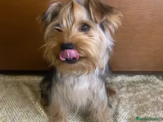 Yorkshire Terrier perros en venta: 🐾 Yorkshire Terrier – Macho - Anuncio 1