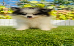 Pomerania perros en venta: POMERANIA HEMBRA ENVIOS A TODA ESPAÑA - Imagen 10
