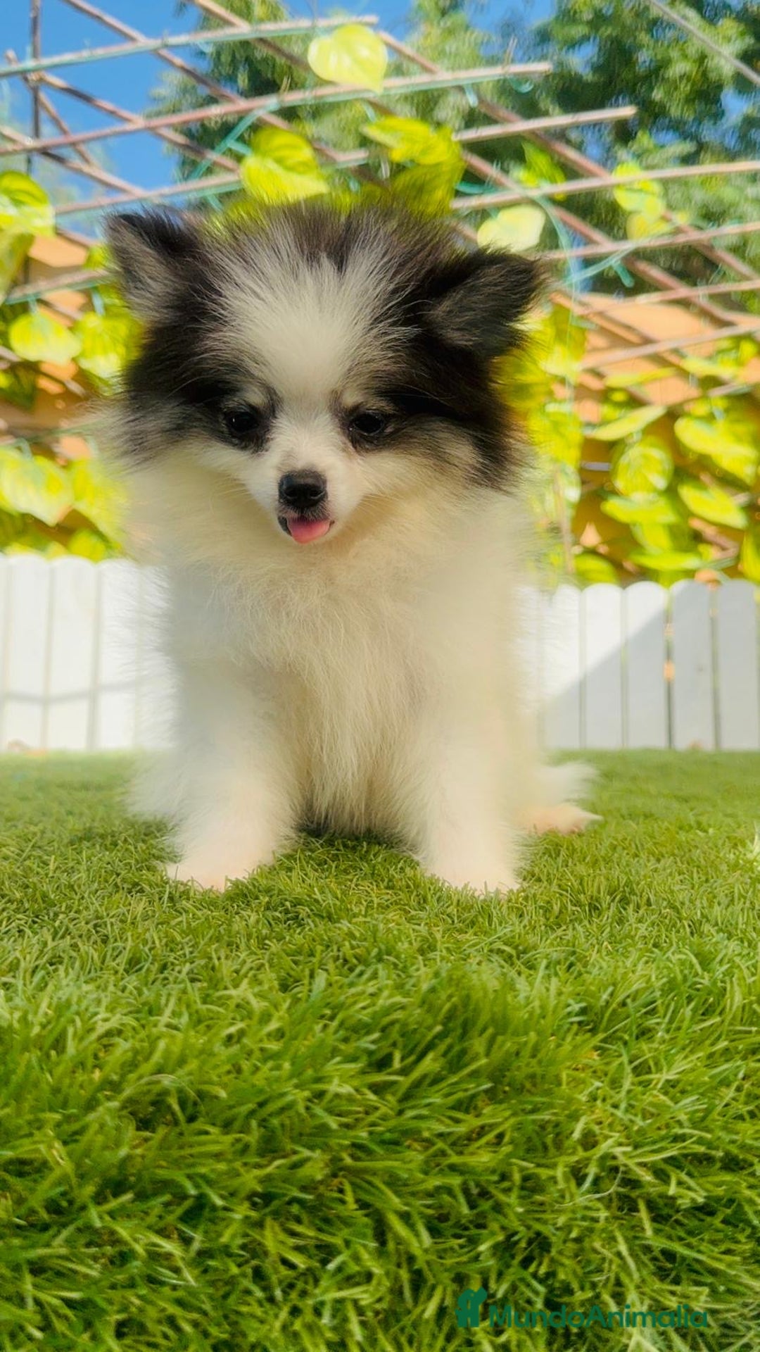 Pomerania perros en venta: POMERANIA HEMBRA ENVIOS A TODA ESPAÑA - Imagen 10