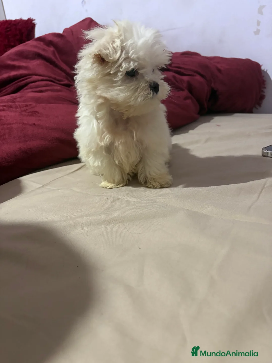 Bichón Maltés perros en venta: Bichon maltés Toy machos y hembras  - Anuncio 5