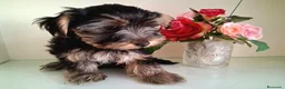 Yorkshire Terrier perros en venta: Yorkshire Terrier - Anuncio 5