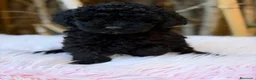 Caniche Enano perros en venta: Hembra caniche enano - Anuncio 2