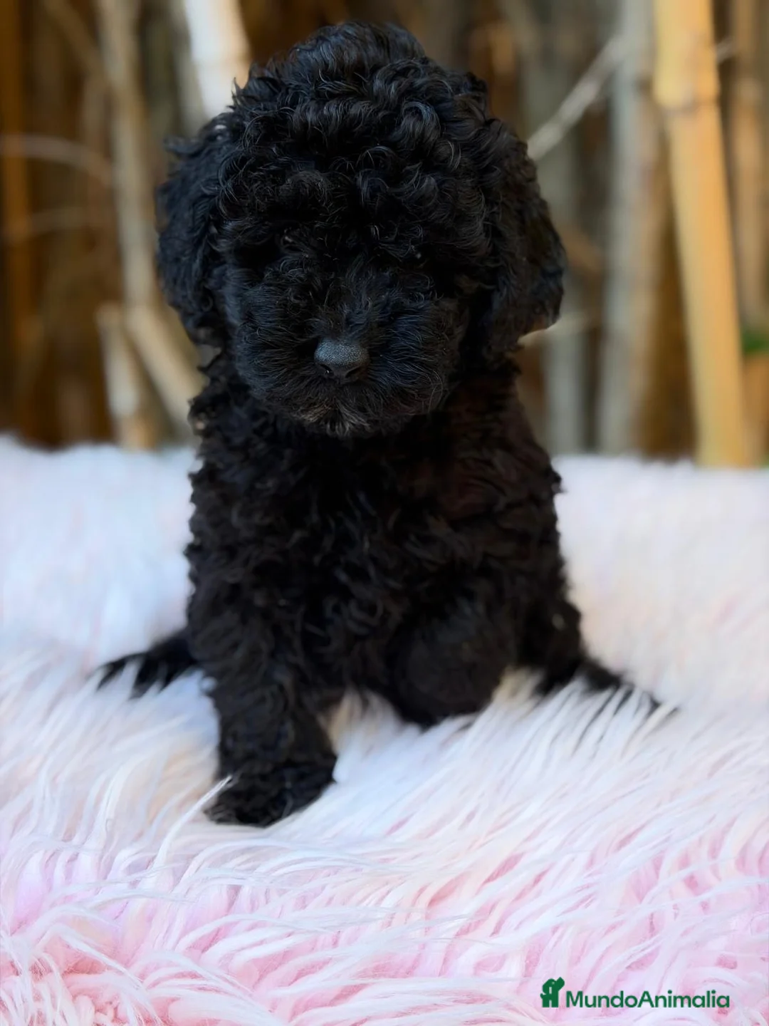 Caniche Enano perros en venta: Hembra caniche enano - Anuncio 2