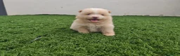 Pomerania perros en venta: Pomerania - Anuncio 8