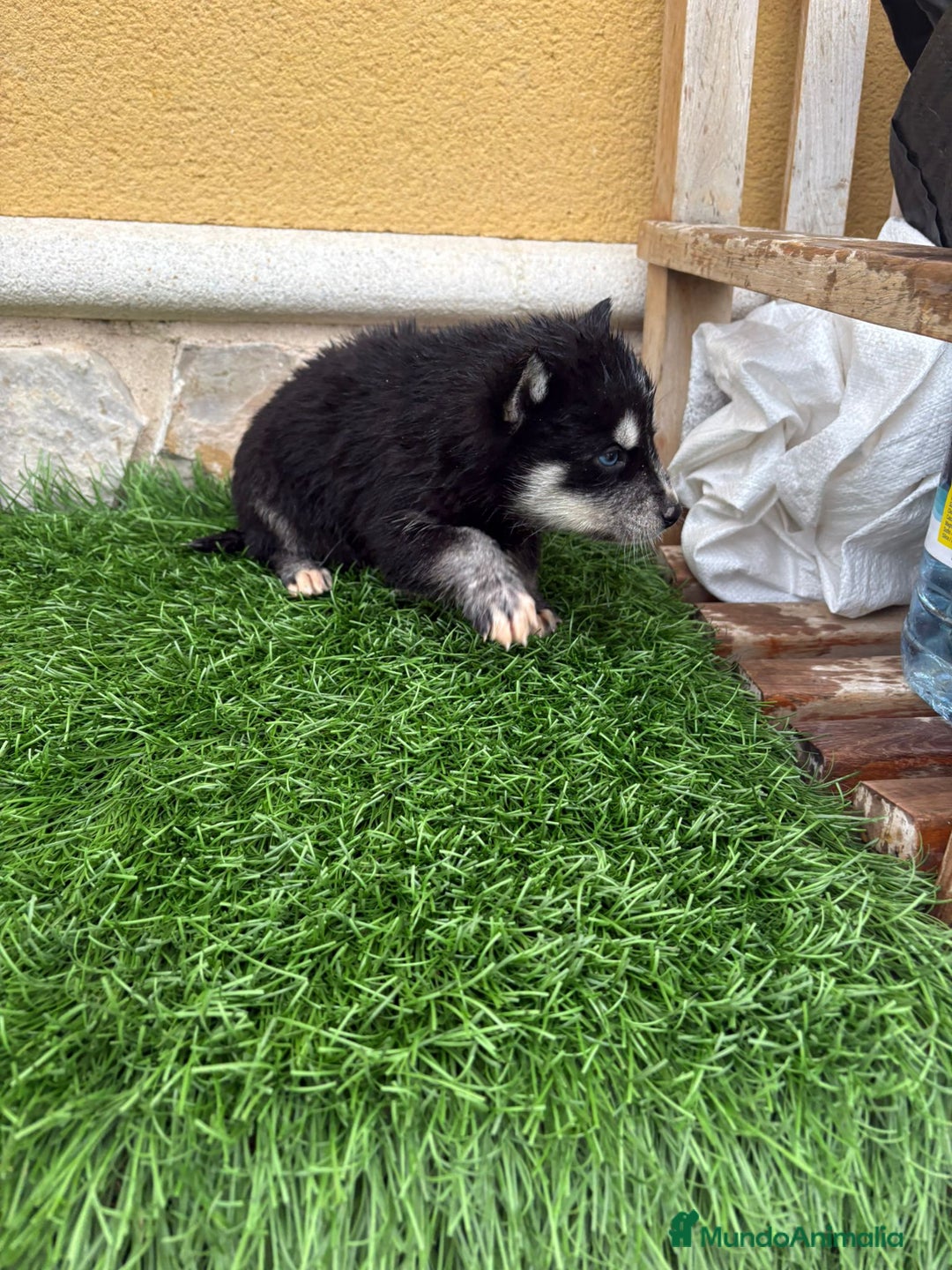 Husky Siberiano perros en venta: Cachorro de Husky Siberiano macho  - Anuncio 4