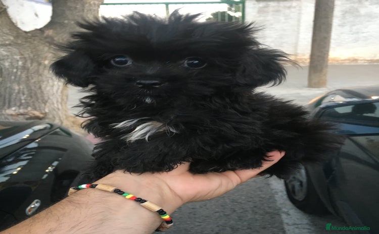 Maltipoo perros - Anuncio 1