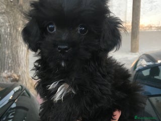 Maltipoo perros - Anuncio 12