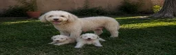 Perro de Agua Español perros en venta: Ultimo cachorro de agua ; totalmente blanco - Anuncio 3