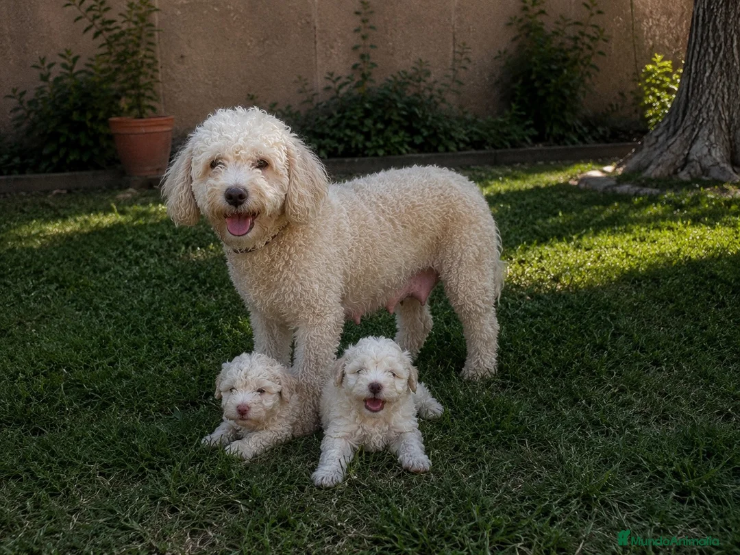Perro de Agua Español perros en venta: Ultimo cachorro de agua ; totalmente blanco - Anuncio 3