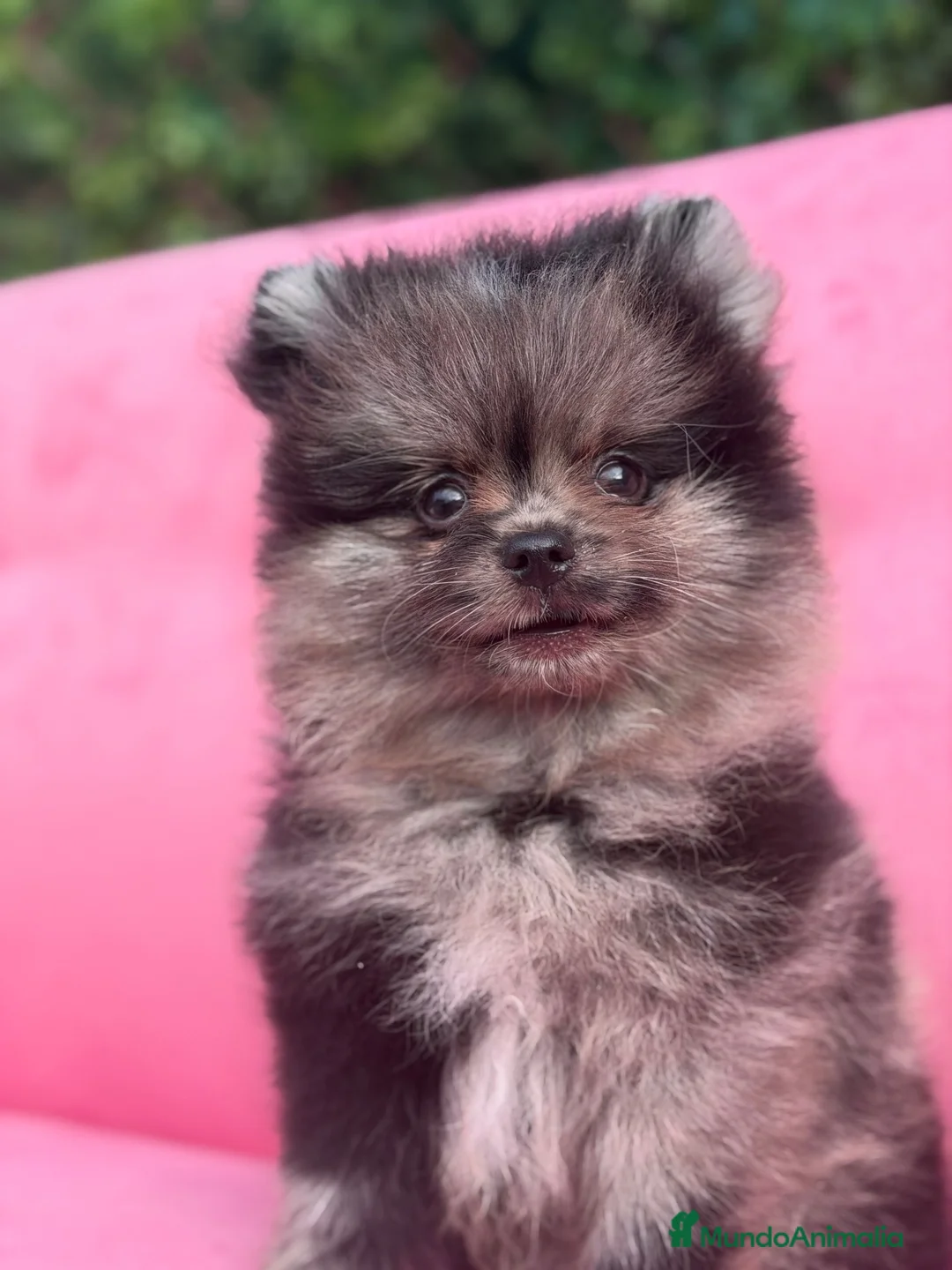 Pomerania perros en venta: Pomerania merle - Anuncio 1