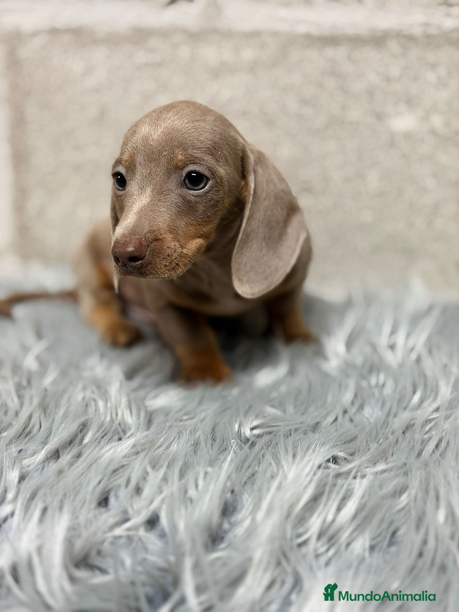 Teckel Miniatura perros TECKEL ISABELLA - Anuncio 2