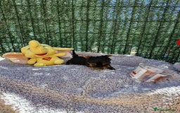 Yorkshire Terrier perros en venta: Yorkshire - Imagen 3