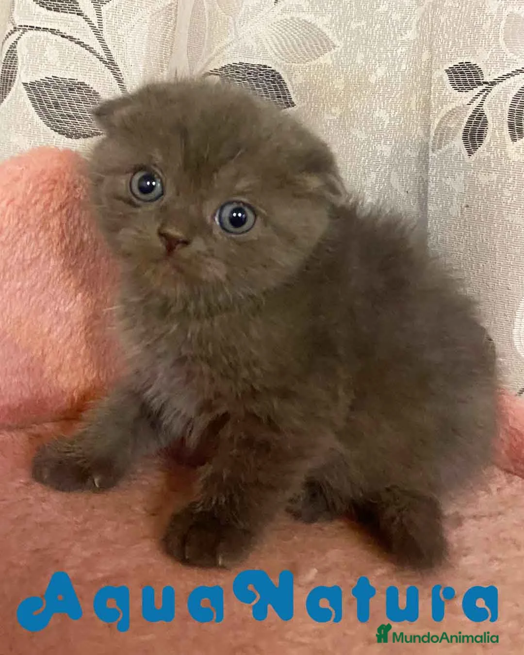 Scottish Fold gatos en venta: Scottish Fold Hembra 1 - AQUANATURA en Barcelona - Anuncio 2