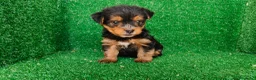 Yorkshire Terrier perros en venta: Yorkshire terrier - Anuncio 12
