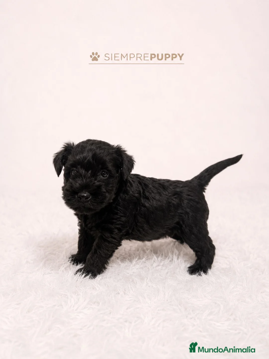 Schnauzer Miniatura perros en venta: SCHNAUZER MINIATURA CACHORRITOS - Anuncio 1