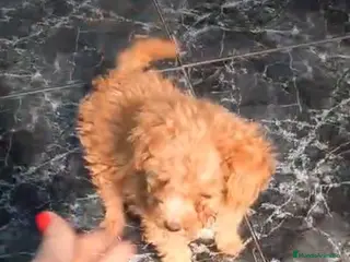 Caniche Toy perros Preciosa caniche asiática roja - Anuncio 1