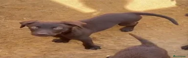 Labrador Retriever 1
