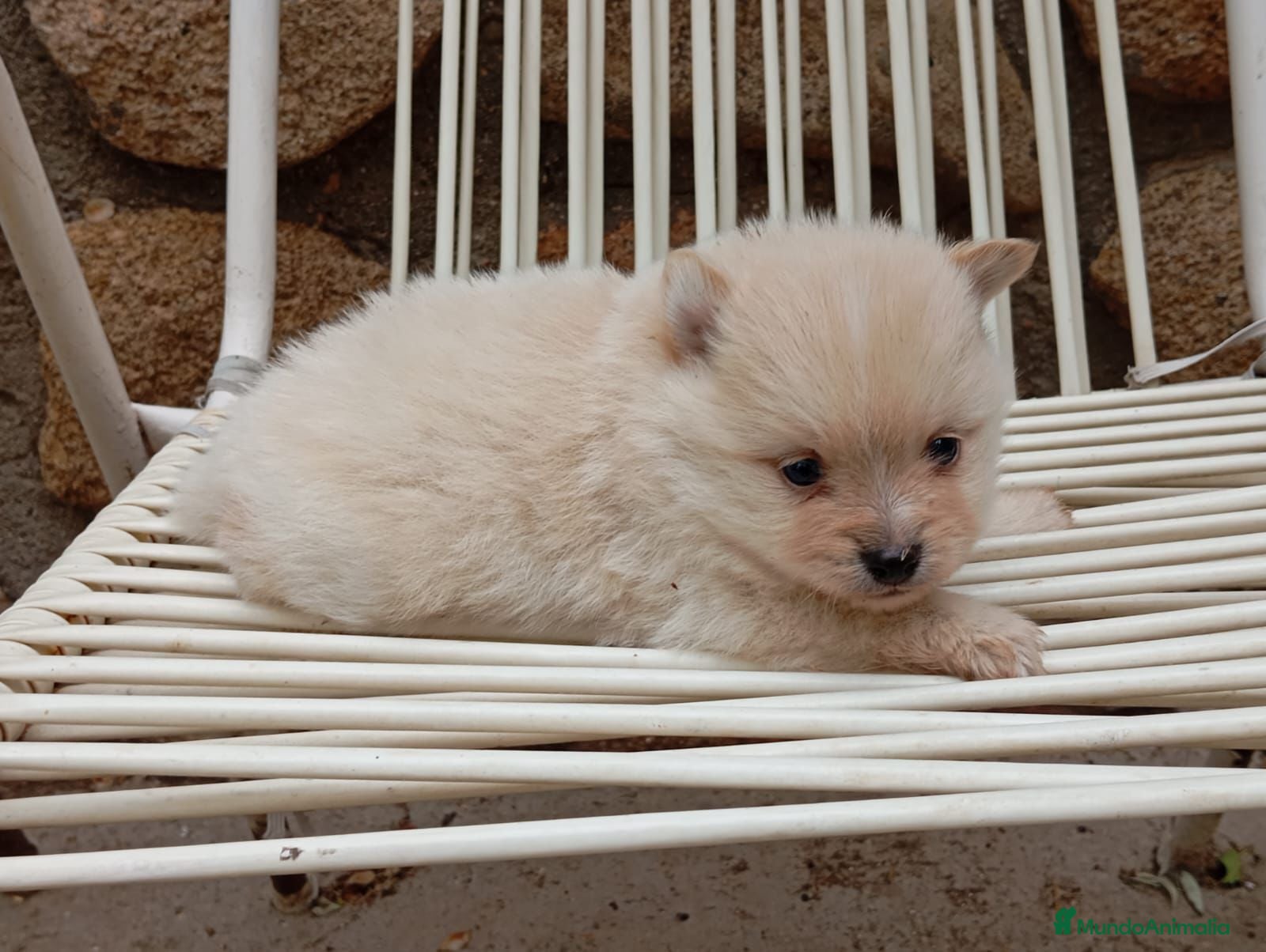 Pomerania perros Pomerania toy crema - Anuncio 9