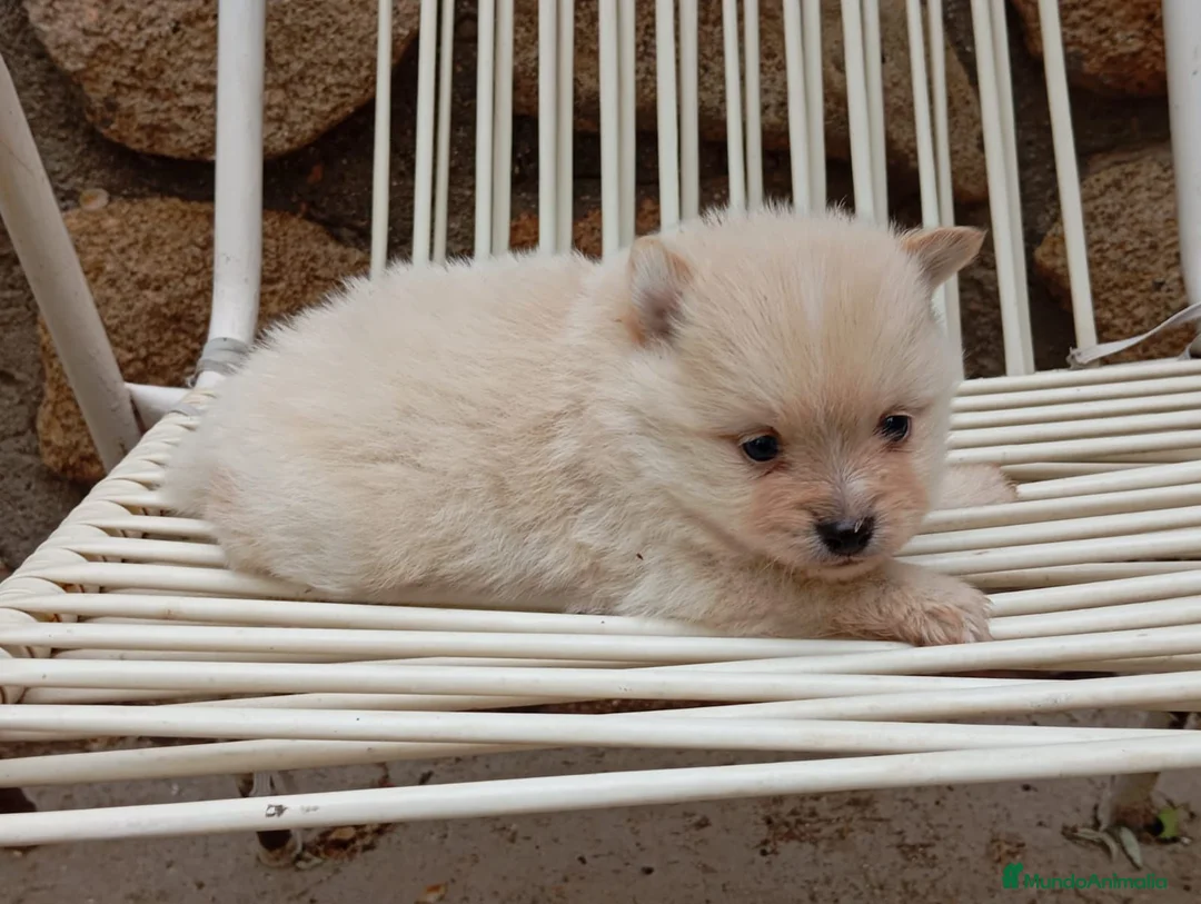 Pomerania perros en venta: Pomerania crema toy - Anuncio 2