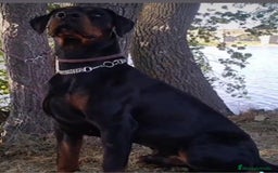 Dobermann perros en venta: Doberman de calidad  - Imagen 2