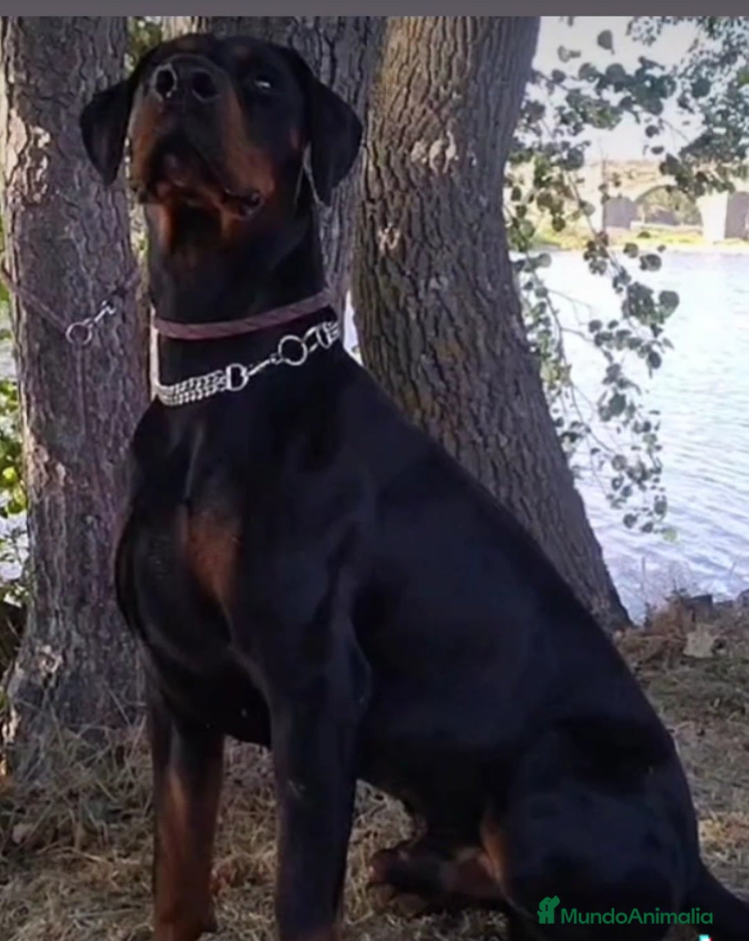 Dobermann perros en venta: Doberman de calidad  - Imagen 2