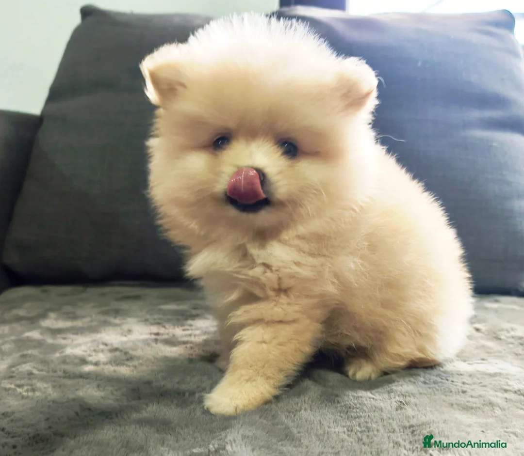 Pomerania perros en venta: POMERANIA macho - Anuncio 1