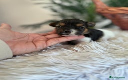 Yorkshire Terrier perros en venta: YORKSHIRE BIEWER HEMBRA - Anuncio 2