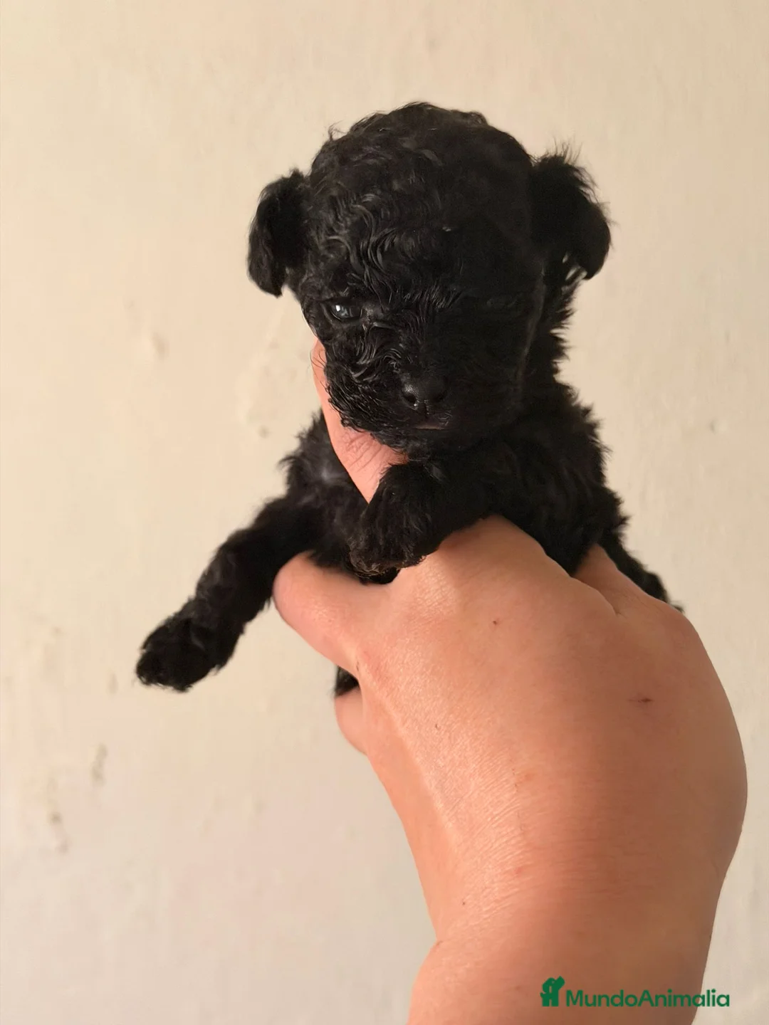 Caniche Toy perros en venta: Caniche hembra Teacup negra   - Anuncio 2