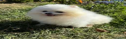 Pomerania perros en venta: Pomerania Hembra disponible  - Anuncio 3