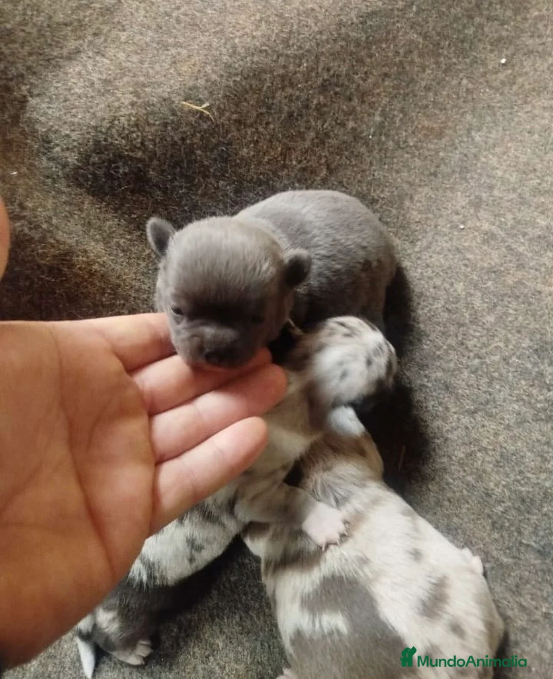 Chihuahua perros en venta: Espectacular camada de chihuahuas exóticos  - Anuncio 1