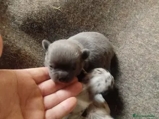 Chihuahua perros Espectacular camada de chihuahuas exóticos - Anuncio 2