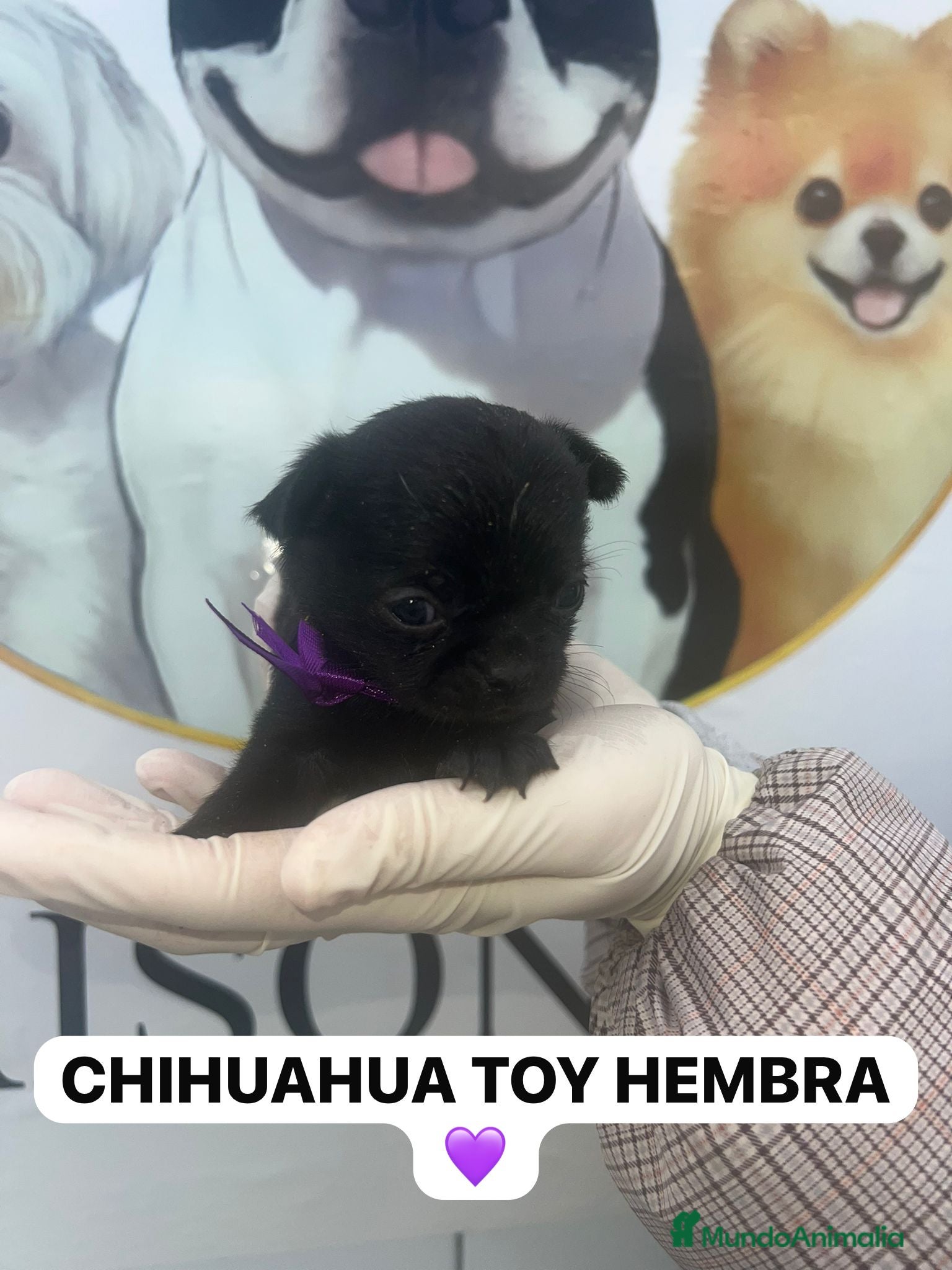 Chihuahua perros CAMADA CHIHUAHUAS PRECIOSOS - Anuncio 1