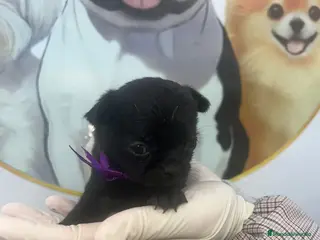 Chihuahua perros CAMADA CHIHUAHUAS PRECIOSOS - Anuncio 1