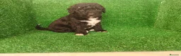 Perro de Agua Español perros en venta: Perros de agua - Anuncio 14